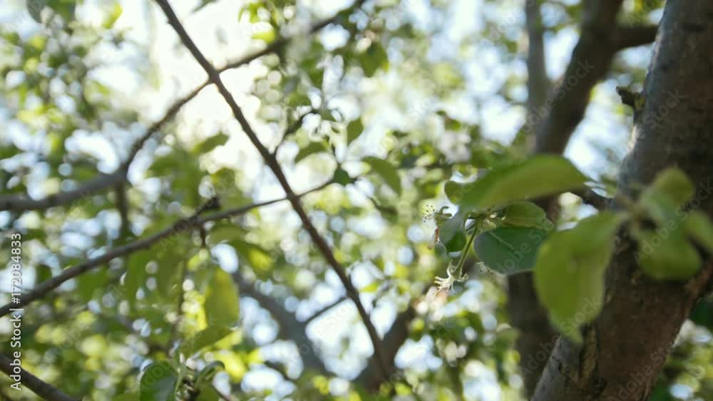 Colorful blooming apple tree in front of summer sun Colorful blooming apple tree in front of summer sun