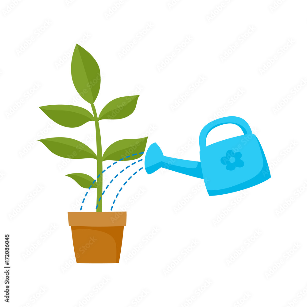 vector flat cartoon green plant in the ceramic pot and blue watering can  pouring it. Isolated illustration on a white background. Daily routine  concept Stock Vector | Adobe Stock