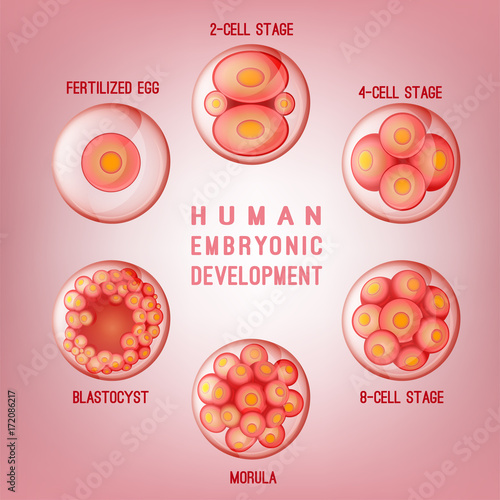 Embryo Development Image