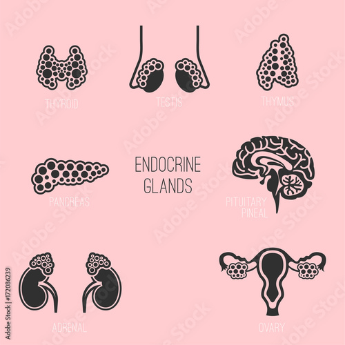 Endocrine Glands Image