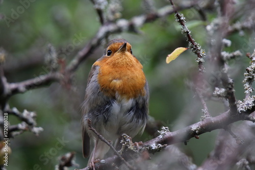robin on his branch