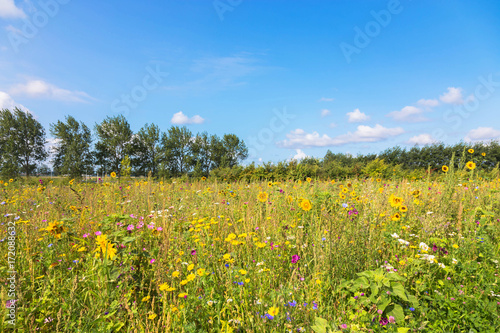 Glade and a lot of meadow flowers.