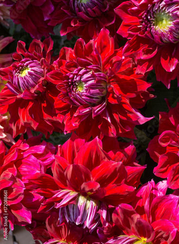 Fototapeta Naklejka Na Ścianę i Meble -  chic bouquets of multi-colored dahlias for sale.