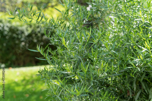 Foto tarragon / Tarragon shrub in garden
