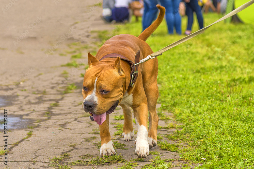 Fighting dog close-up