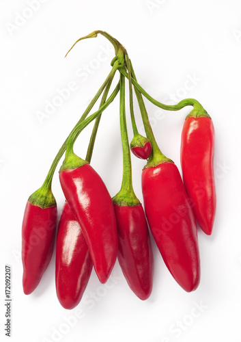 Kusburnu, rote Chili freigestellt photo