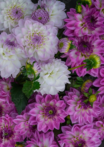 Fototapeta Naklejka Na Ścianę i Meble -  beautiful multicolored bouquets of dahlias grown in the summer garden.