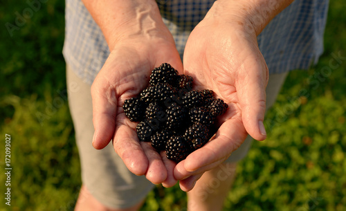 The hands hold the berry of the blackberry