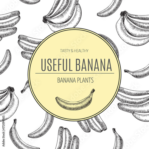 Seamless pattern.bananas of vector sketches.Detailed citrus drawing.Vintage sketch style illustration