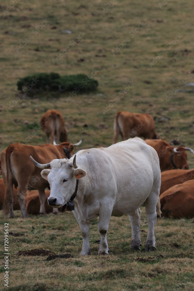 white Cow in a Pyrenean pasture, Occitanie in south of France