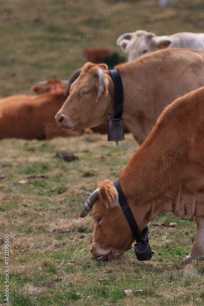 red Cow grazing in a Pyrenean pasture, Occitanie in south of France
red Cow grazing in a Pyrenean pasture, Occitanie in south of France