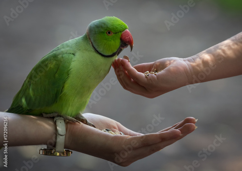 Parrot two hands