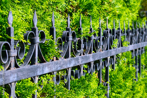 Beautiful openwork metal fence near the green thuya wall. Wrought-iron fence with background of green branches of thuya. Decorative cast iron fence. photo