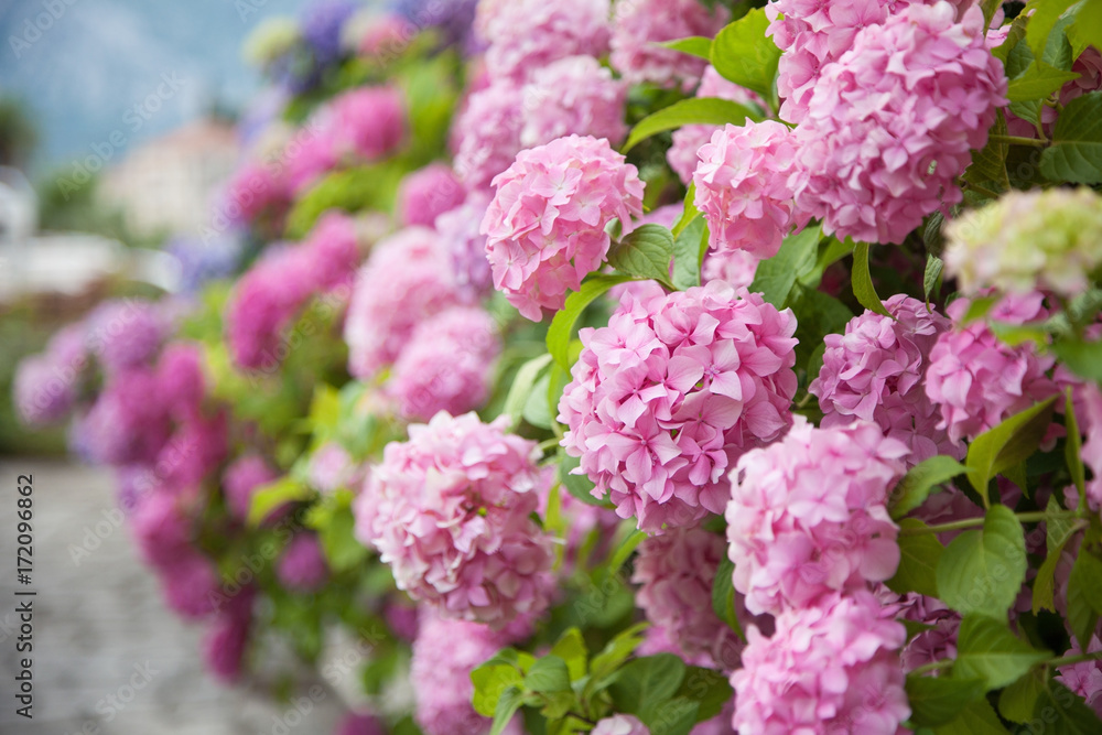 Pink, blue hydrangea flowers are blooming in spring and summer at sunset in town garden. Pink, blue hydrangea flowers are blooming in spring and summer at sunset in town garden.