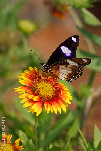 Danaid Eggfly butterfly on a Firewheel flower