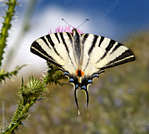Papilio podalirius butterfly on a blossoming meadow
