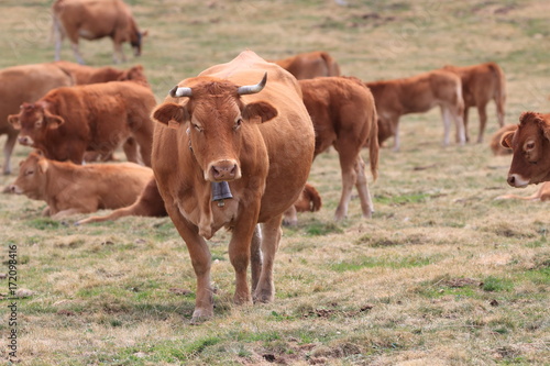 Herd of red Cow in a Pyrenean pasture  Occitanie in south of France  