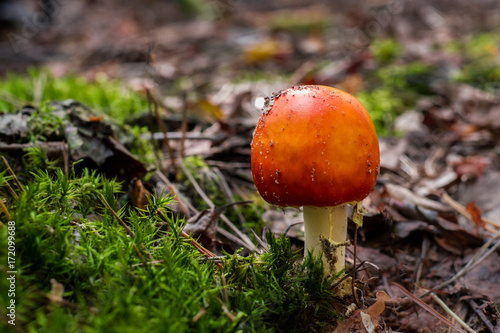 red mushroom in the grass in the forest