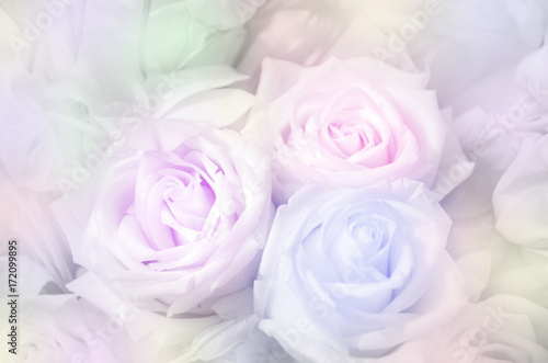 Roses in soft pastel tone.