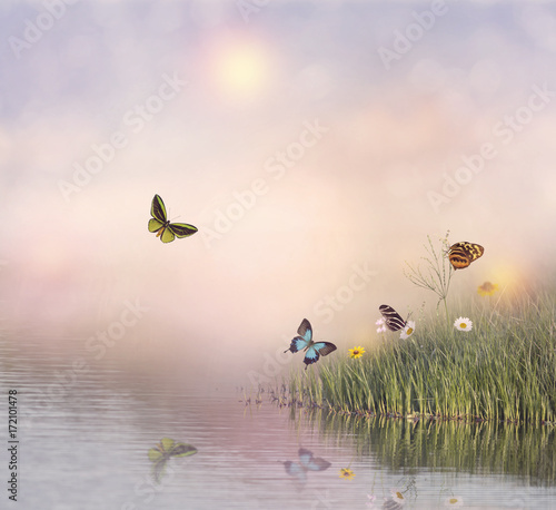 Butterflies near water