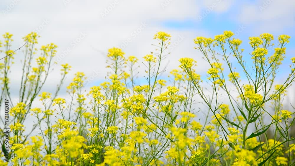 Yellow Barbarea vulgaris against sky Yellow Barbarea vulgaris against sky