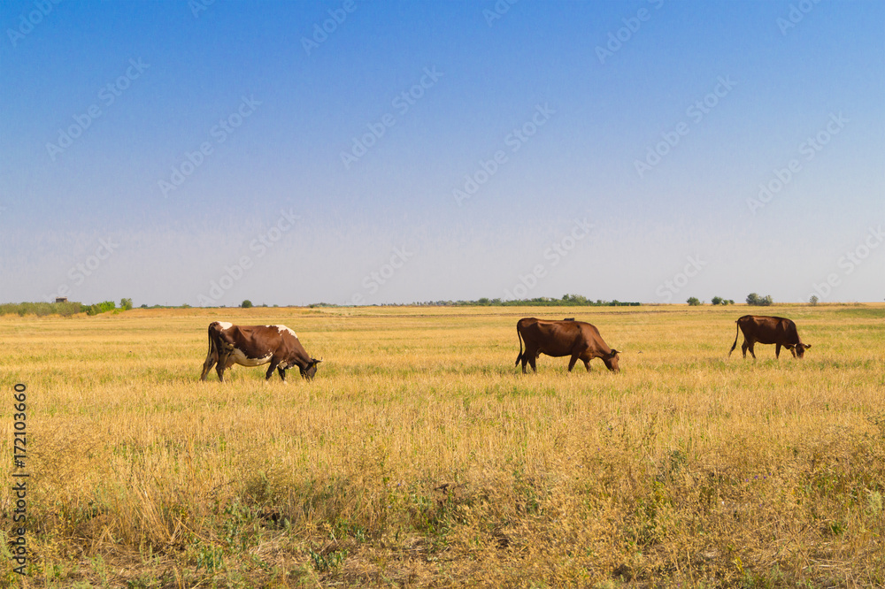 Three brown cows graze on dried pasture