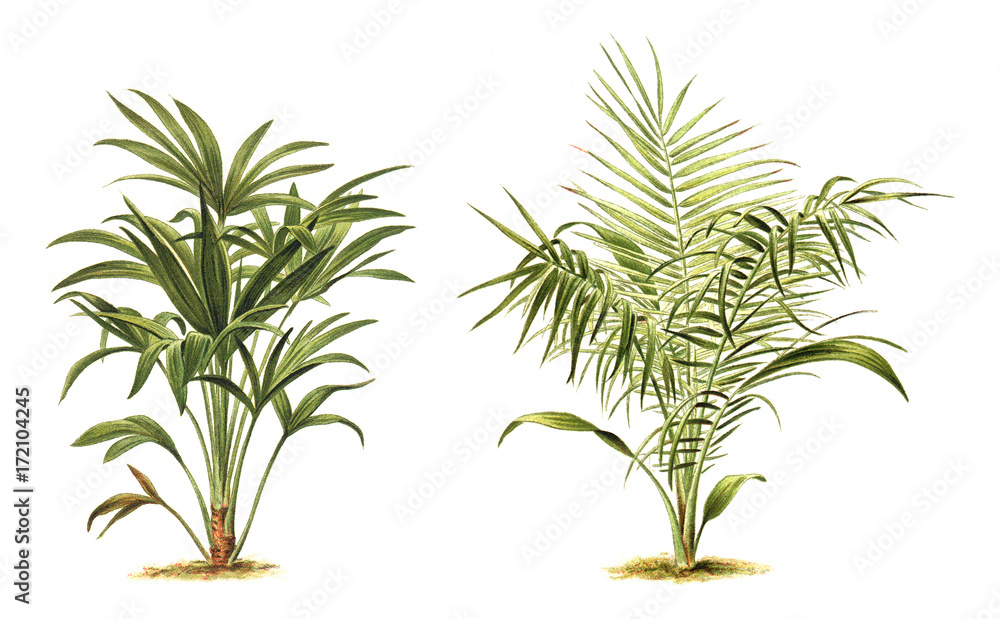 Plant - Chamaerops excelsa (left) - Phoenix reclinata - Senegal Date Palm (right) - Vintage illustration