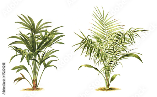 Plant - Chamaerops excelsa  left  - Phoenix reclinata - Senegal Date Palm  right  - Vintage illustration