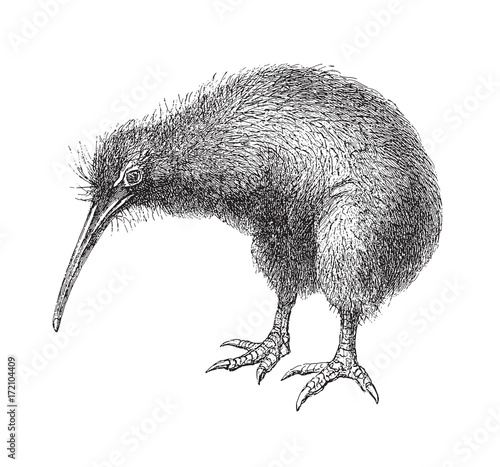 North Island Brown Kiwi (Apteryx Mantelli) - vintage illustration