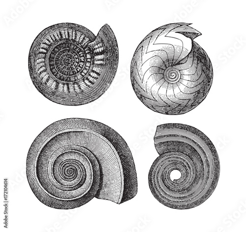 Shell fossils (Tertiary period) - Vintage illustration