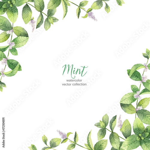 Watercolor vector frame of mint branches isolated on white background.