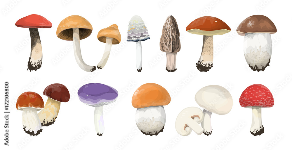 Edible mushrooms set. Edible mushrooms set.