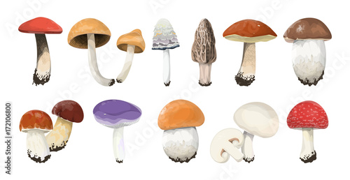 Edible mushrooms set.