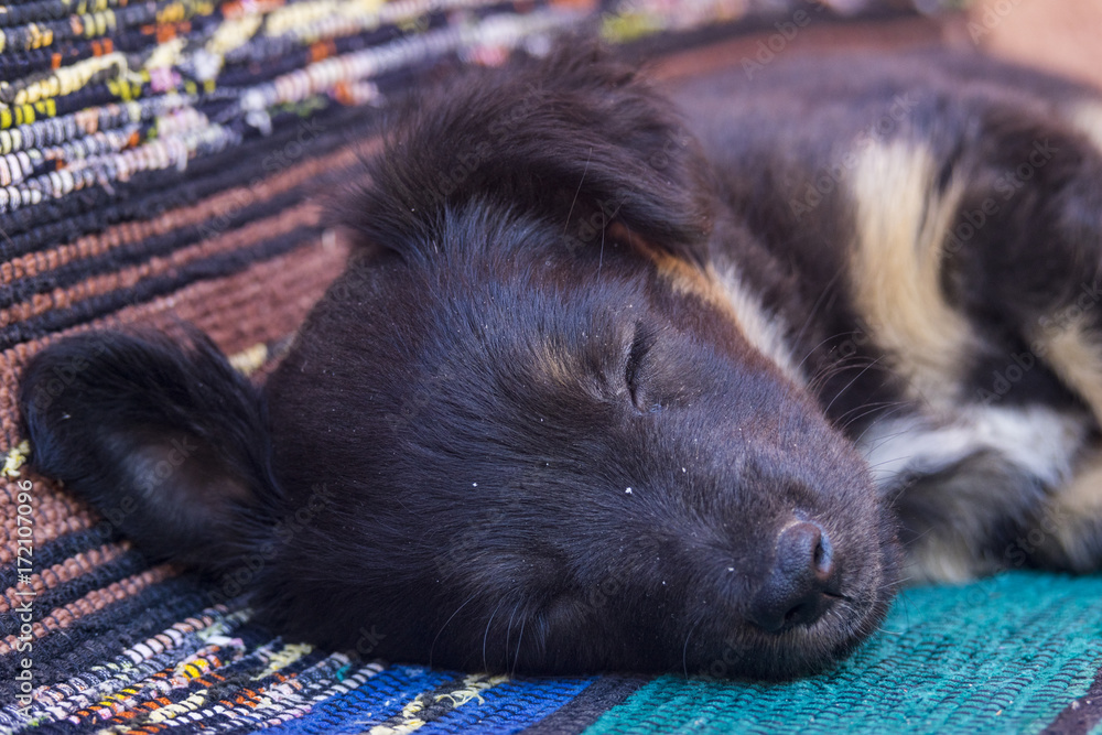 Tired looking and sleeping little black puppy 