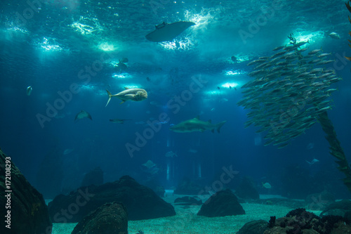 Fishes inside Blue Aquarium Tank