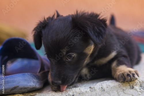 Little black puppy playing 