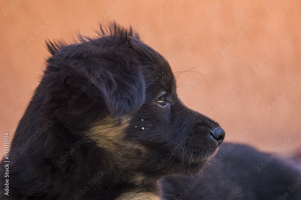 Side looking black little puppy portrait Side looking black little puppy portrait