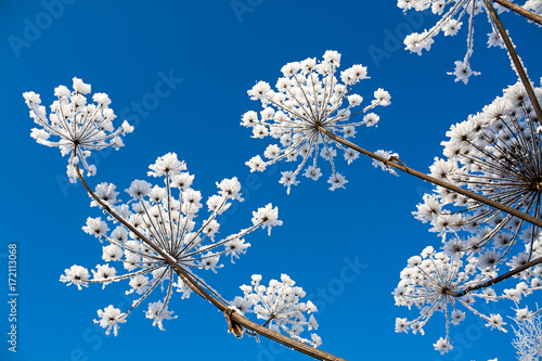 snowy flowers on blue sky background.