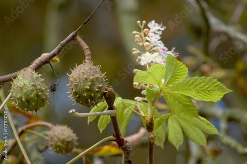 confused chestnut tree with blossom and fruit together
