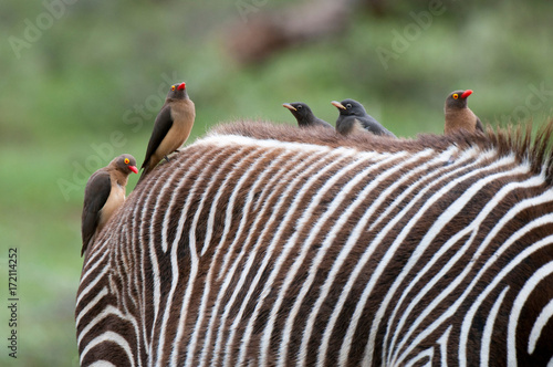 Red-billed Oxpecker (Buphagus erytrorhynchus) on Grevy's Zebra back (Equus grevyi), Samburu National Park, Kenya photo