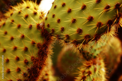 cactus lanzarote