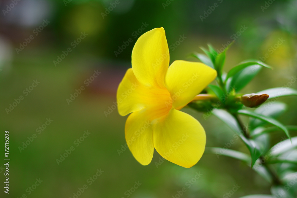 the yellow flower with  daylight from the sun in evening