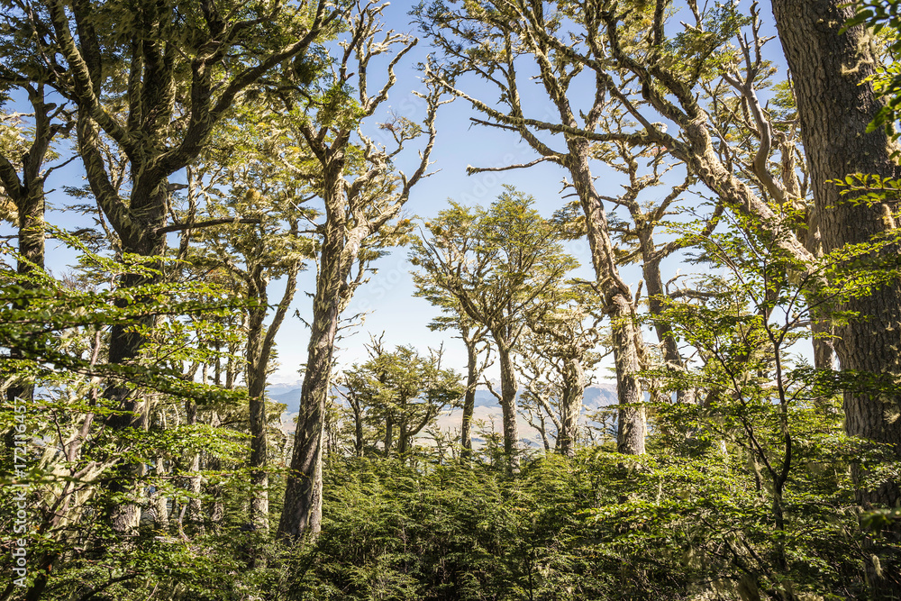 View of forest, Coyhaique National Reserve, Coyhaique Province, Chile View of forest, Coyhaique National Reserve, Coyhaique Province, Chile