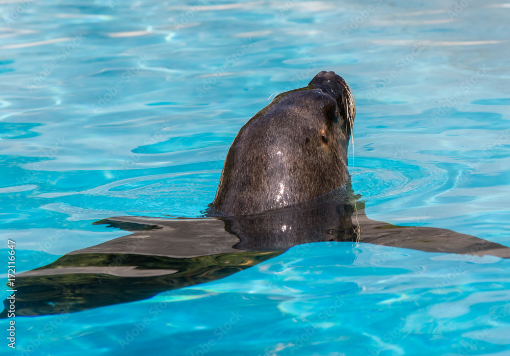 Obraz premium Otarie