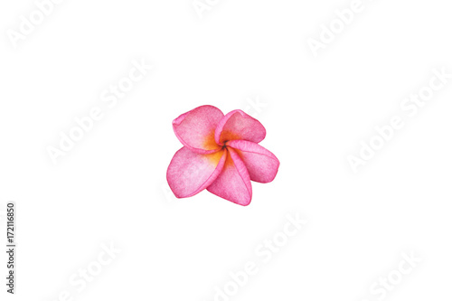 flower isolated on white background