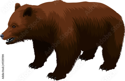 vector brown grizzly bear