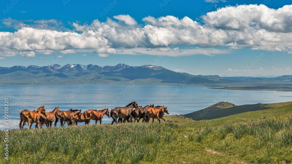 Horses over lake SongKol in Kyrgyzstan - obrazy, fototapety, plakaty 