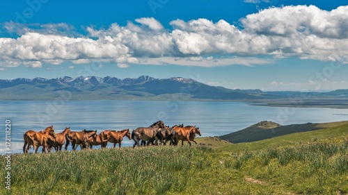 Horses over lake SongKol in Kyrgyzstan photo