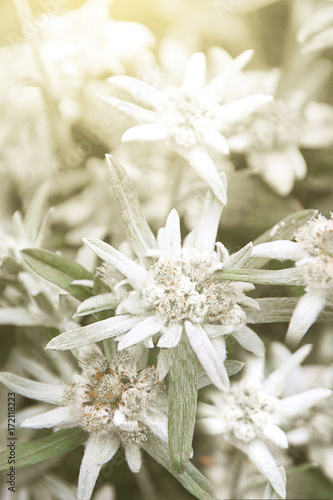 Fototapeta Naklejka Na Ścianę i Meble -  Edelweiss Alpine or Leontopodium ( lat. Leontopodium ). Blooming Bush of Edelweiss in the flower bed of a suburban area.A close up of the flowers edelweiss (Leontopodium pallibinianum).

