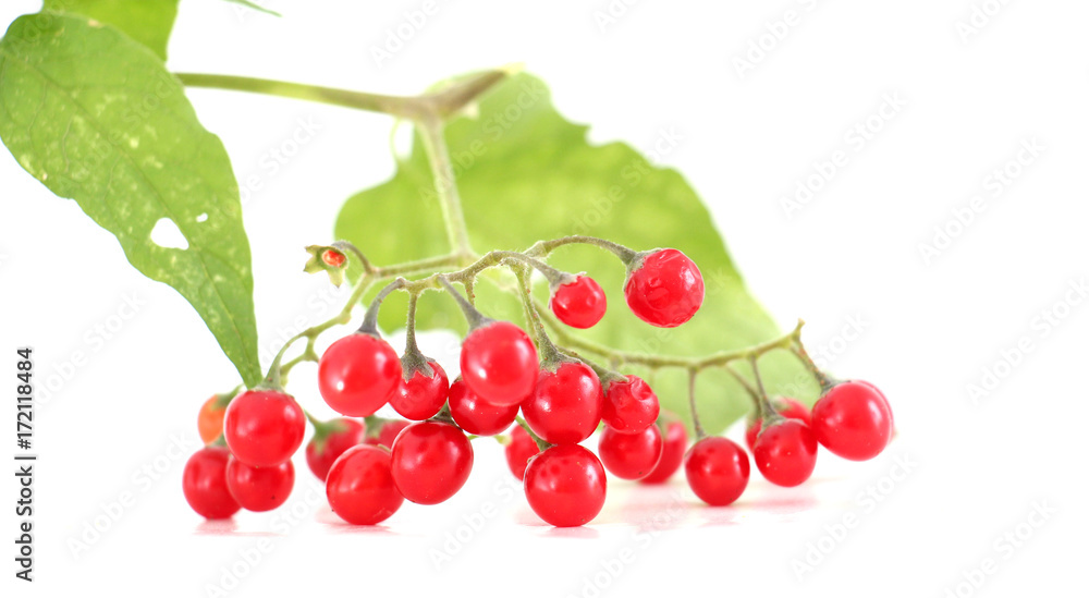 red currant in a garden. red currant in a garden.